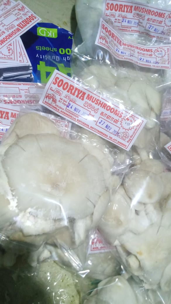 Oyster Mushroom